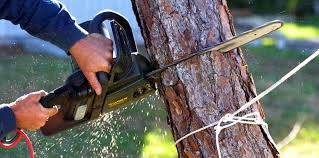 Best Tree Disease Treatment  in Pasco, WA